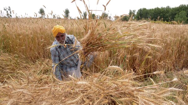 Indian farmer Santokh Singh sits among his ripening wheat crop in a field on the outskirts of Amritsar on April 15, 2016 - Sputnik International