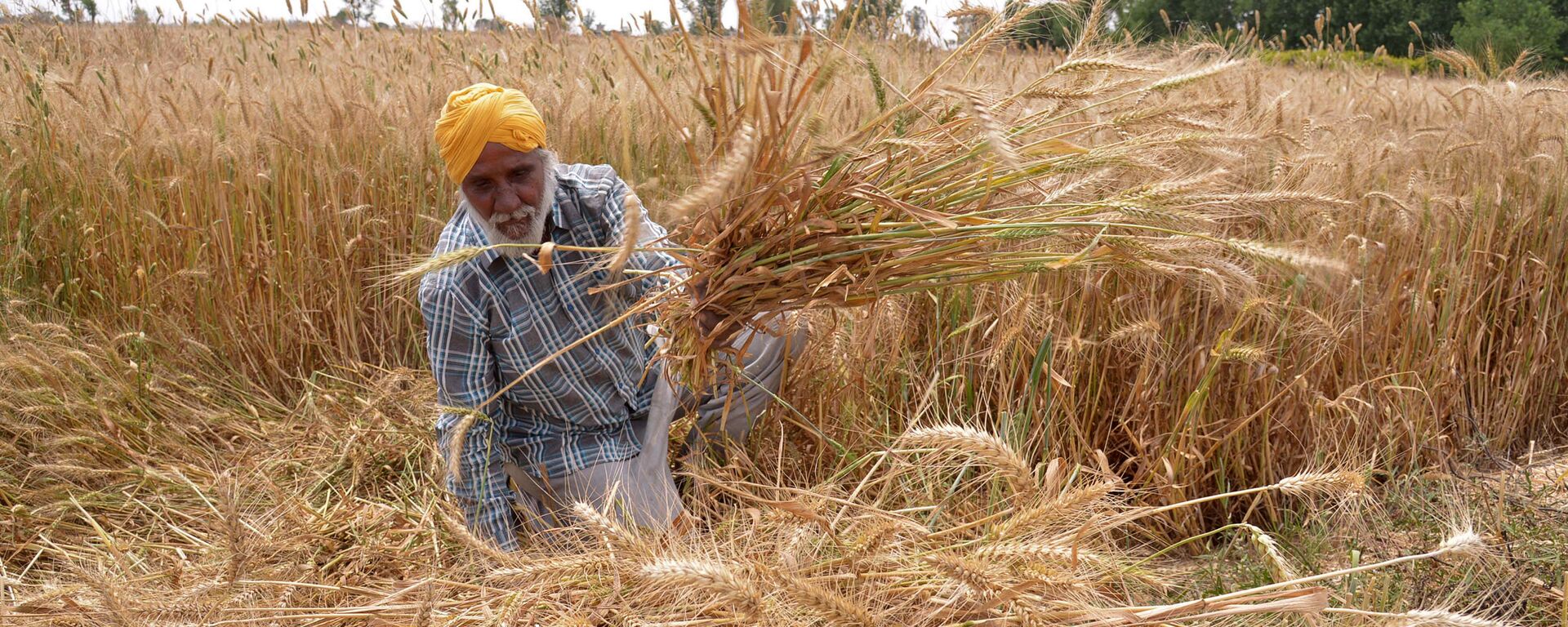 Indian farmer Santokh Singh sits among his ripening wheat crop in a field on the outskirts of Amritsar on April 15, 2016 - Sputnik International, 1920, 15.04.2022