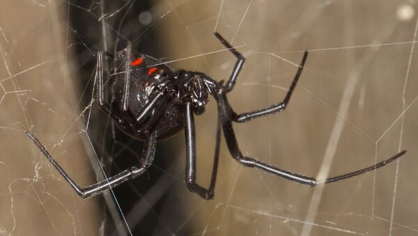 Black Widow spider - Sputnik International