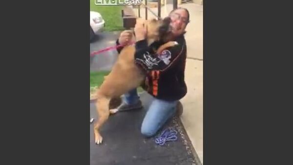 Dog is Super Excited to See his Owner After Two Long Years - Sputnik International