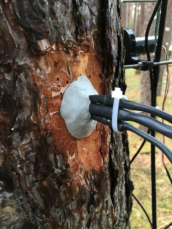 TreeWatch TreeWatch - Sputnik International