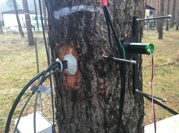 TreeWatch TreeWatch - Sputnik International