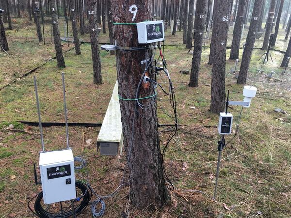 TreeWatch TreeWatch - Sputnik International