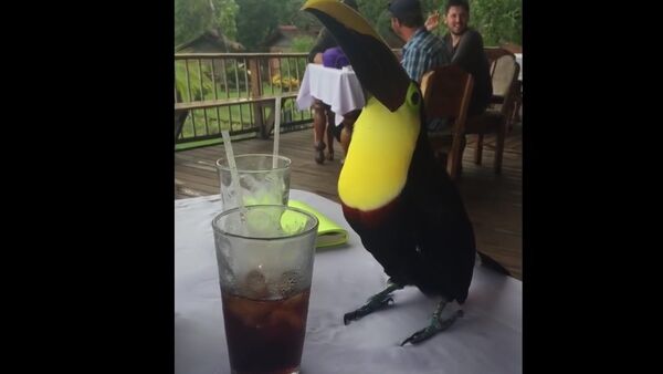 Sitting at a table with a Coca Cola drinking Toucan - Sputnik International