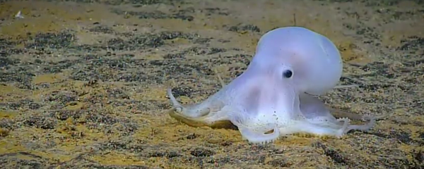 Okeanos Explorer - Camera 3 Okeanos Explorer - Camera 3 - Sputnik International