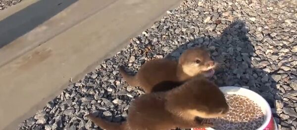 Tempranito en la asociacion - Sputnik International