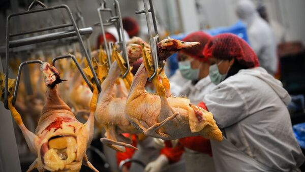 Poultry workers (file) - Sputnik International