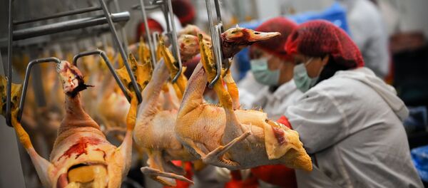 Poultry workers (file) - Sputnik International