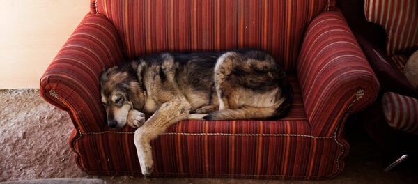 A dog rests on a couch, Vafa, the first animal shelter in Iran - Sputnik International