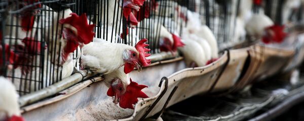 Chickens Chickens - Sputnik International