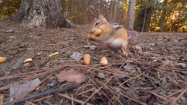Hidden GoPro captures chipmunk feasting on peanuts - Sputnik International