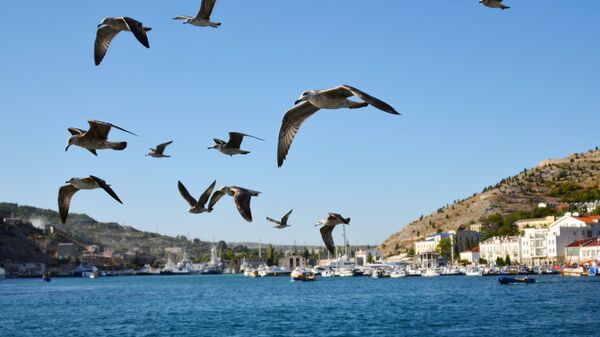 Seagulls over Balaklava Bay in Russia's Crimea - Sputnik International