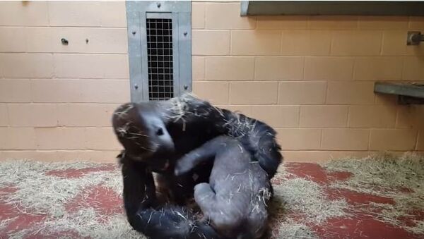Zoo Atlanta Gorilla Play Group - Sputnik International