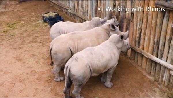Baby Rhinos Cry When Their Milk Runs Out! - Sputnik International