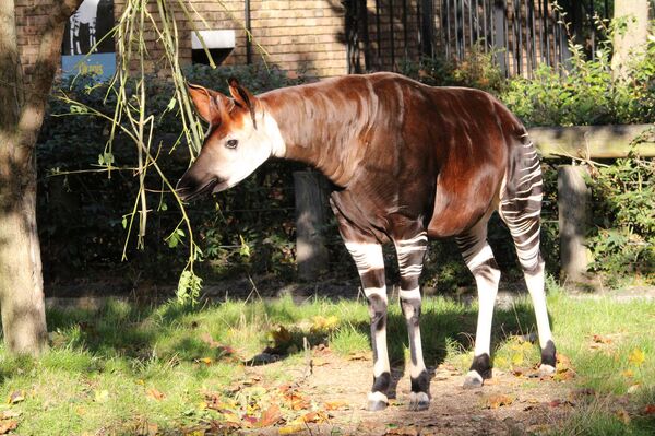 Okapi - Sputnik International