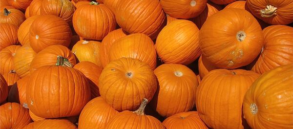 Pumpkins Pumpkins - Sputnik International