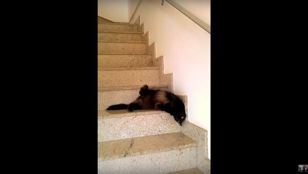 Cat walking down the steps - Sputnik International