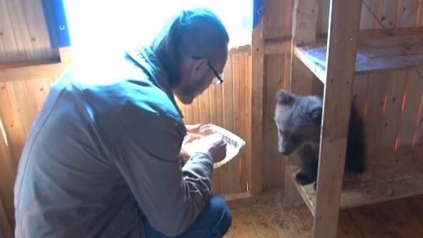 Russia: Orphaned bear cub given home by family - Sputnik International