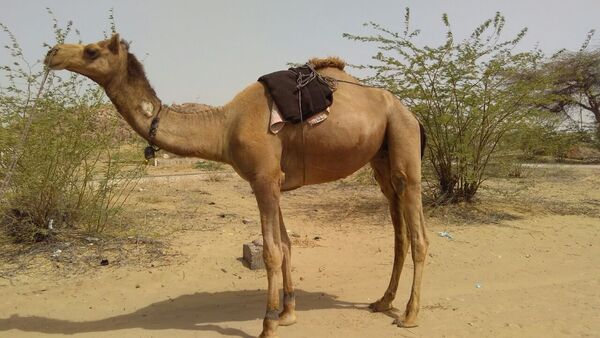 Scorching Indian Summer: Enraged by extreme heat, camel rips off master's head - Sputnik International