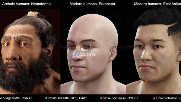 Image showing variation between nose shape and the specific genes responsible. - Sputnik International