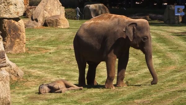 Mother Elephant and Her Sleepy Baby - Sputnik International