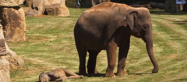 Mother Elephant and Her Sleepy Baby Mother Elephant and Her Sleepy Baby - Sputnik International