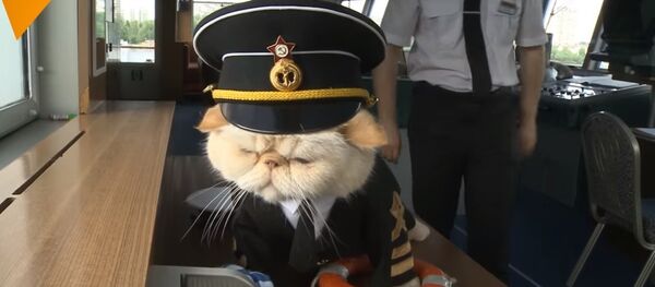 Cats Aboard! Furry Sailors Will Take You on a Purrrfect Cruise - Sputnik International