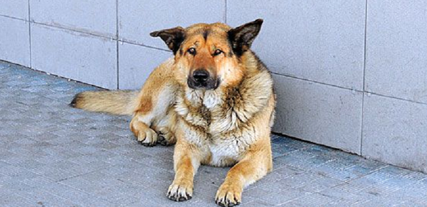Russian Hachiko Russian Hachiko - Sputnik International