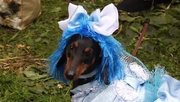 From a Mexican Poncho to a Kangaroo Costume: Dachshund Fashion Show in St. Petersburg - Sputnik International