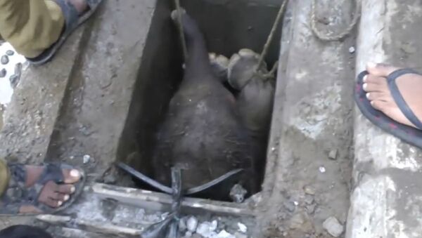 Free Dumbo: People Rescue Baby Elephant Stuck in Drain - Sputnik International