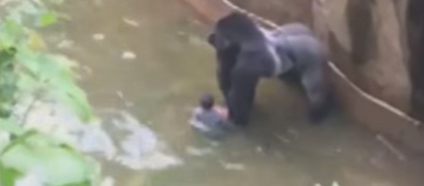 Ohio Zoo Insists Their Facilities Are Safe Amid Outcry Over Gorilla Death Ohio Zoo Insists Their Facilities Are Safe Amid Outcry Over Gorilla Death - Sputnik International