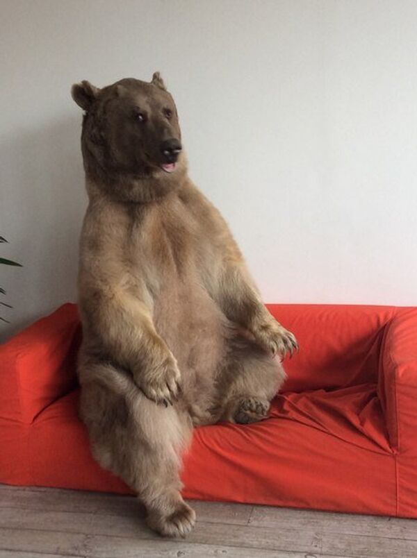 Bear Stepan Bear Stepan - Sputnik International