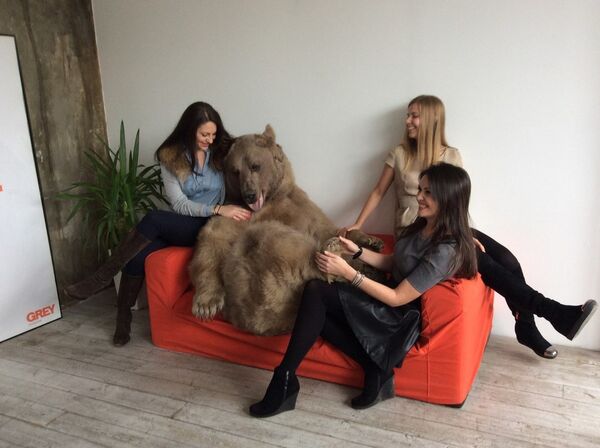 Bear Stepan Bear Stepan - Sputnik International