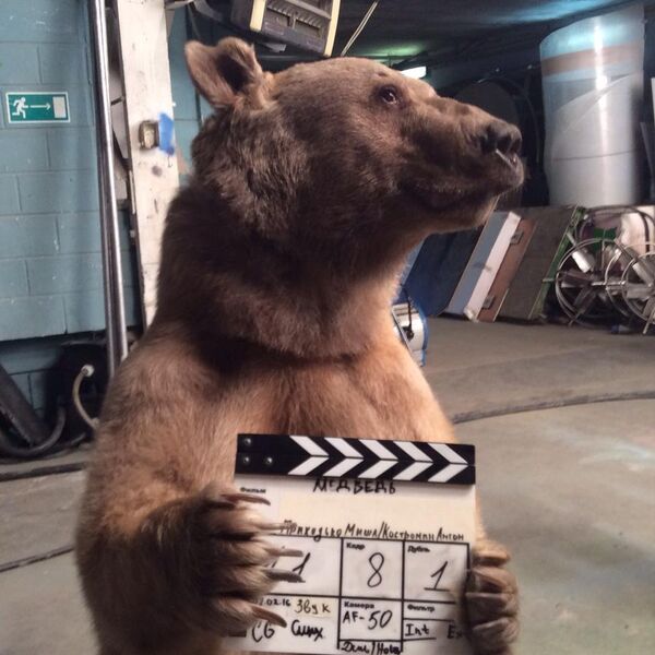 Bear Stepan Bear Stepan - Sputnik International