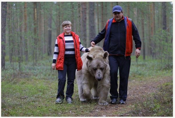 Bear Stepan Bear Stepan - Sputnik International