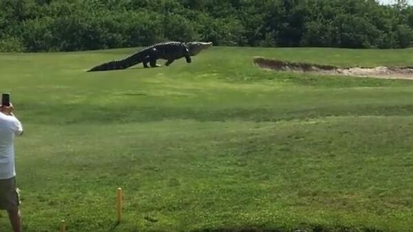 Giant Gator Walks Across Florida Golf Course - Sputnik International