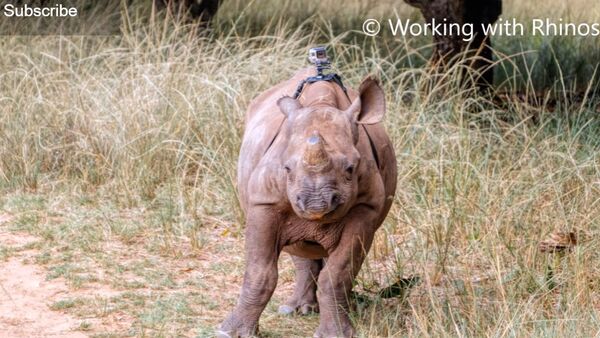 GoPro on a Critically Endangered Black Rhino - Sputnik International