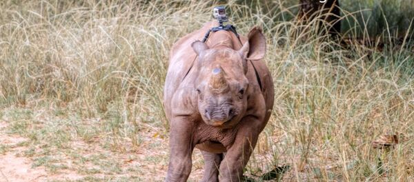 GoPro on a Critically Endangered Black Rhino GoPro on a Critically Endangered Black Rhino - Sputnik International