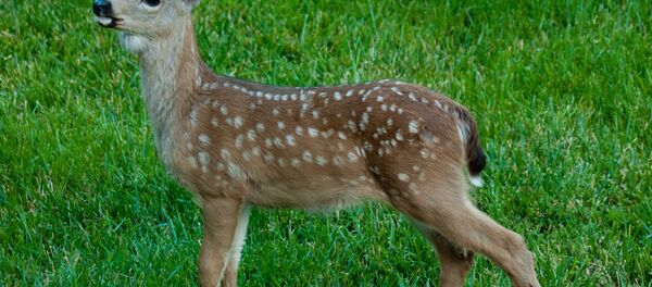 Fawn Fawn - Sputnik International