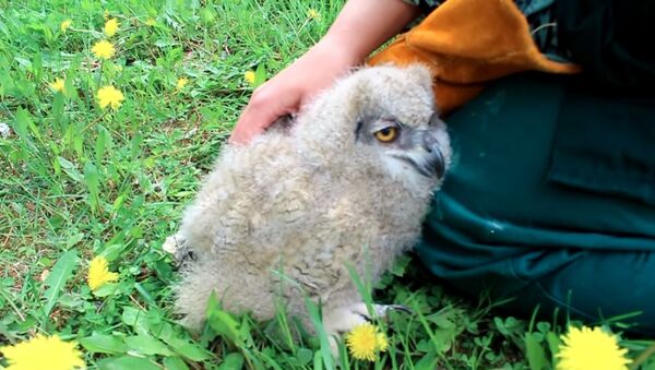 Eagle Owl Gets a Back Rub - Sputnik International