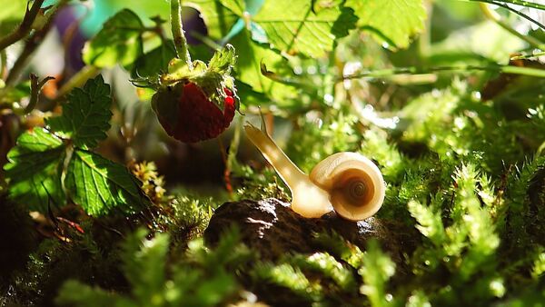 A snail eating a strawberry - Sputnik International