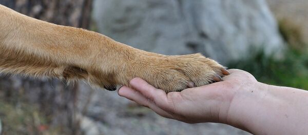 Till the Last Breath: Dog Dies Protecting Owner from Tiger Attack - Sputnik International