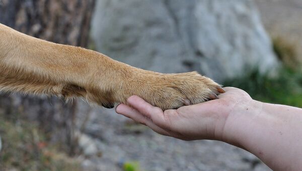 Till the Last Breath: Dog Dies Protecting Owner from Tiger Attack - Sputnik International