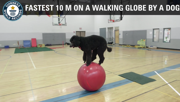 Record-breaking dog Sailor shows spectacular skills - Guinness World Records - Sputnik International