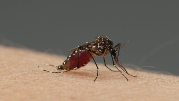 How Mosquitoes Use Six Needles to Suck Your Blood | Deep Look - Sputnik International