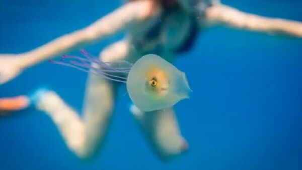 Living Fish Found Inside Jellyfish in Bizarre Underwater Scene - Sputnik International