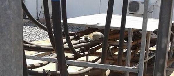 Monkey Behind Nationwide Blackout in Kenya - Sputnik International