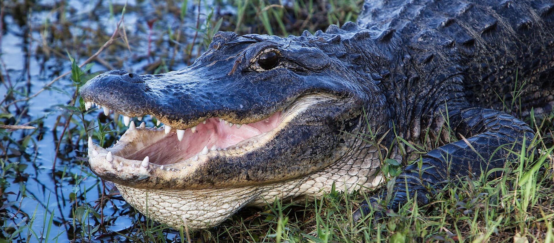 8-Foot Alligator Found in Florida With Man's Body in Its Mouth - Sputnik International, 1920, 10.07.2021