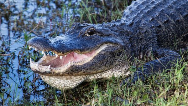 8-Foot Alligator Found in Florida With Man's Body in Its Mouth - Sputnik International