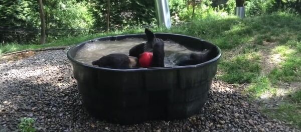 Black bear Takoda cools down Black bear Takoda cools down - Sputnik International